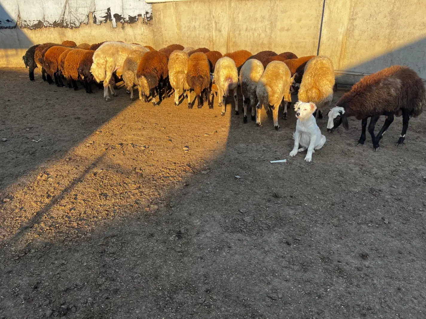 بره چاق کشتاری|حیوانات مزرعه|آق قلا, |دیوار