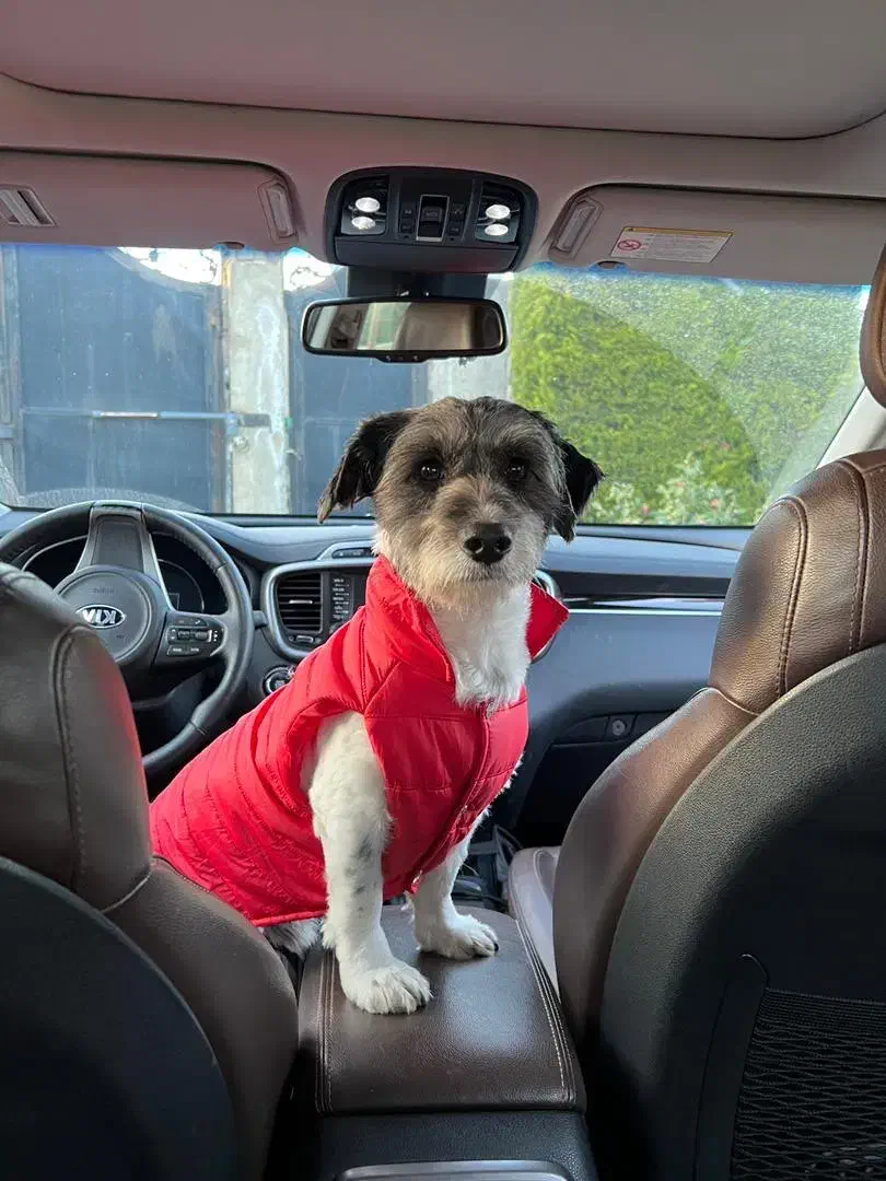 واگذاری سگ|سگ|رشت, بلوار گیلان|دیوار