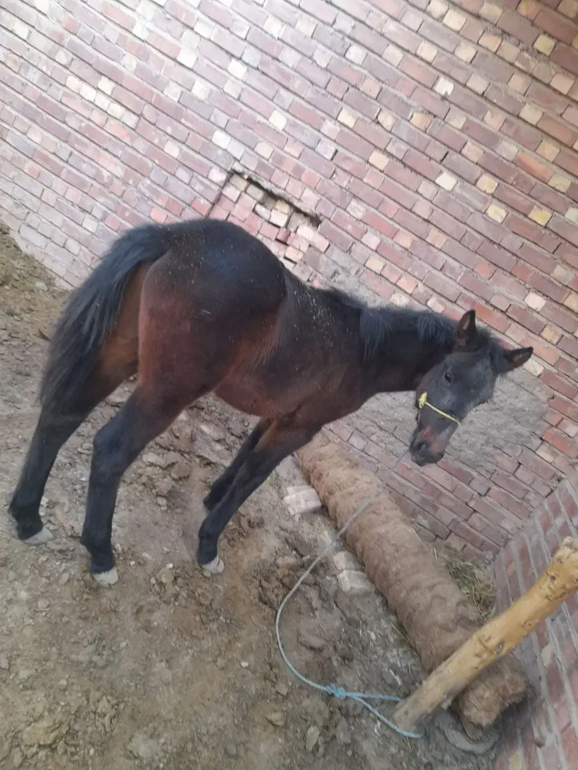 کره اسب نریون|اسب و تجهیزات اسب‌سواری|کرمان, |دیوار