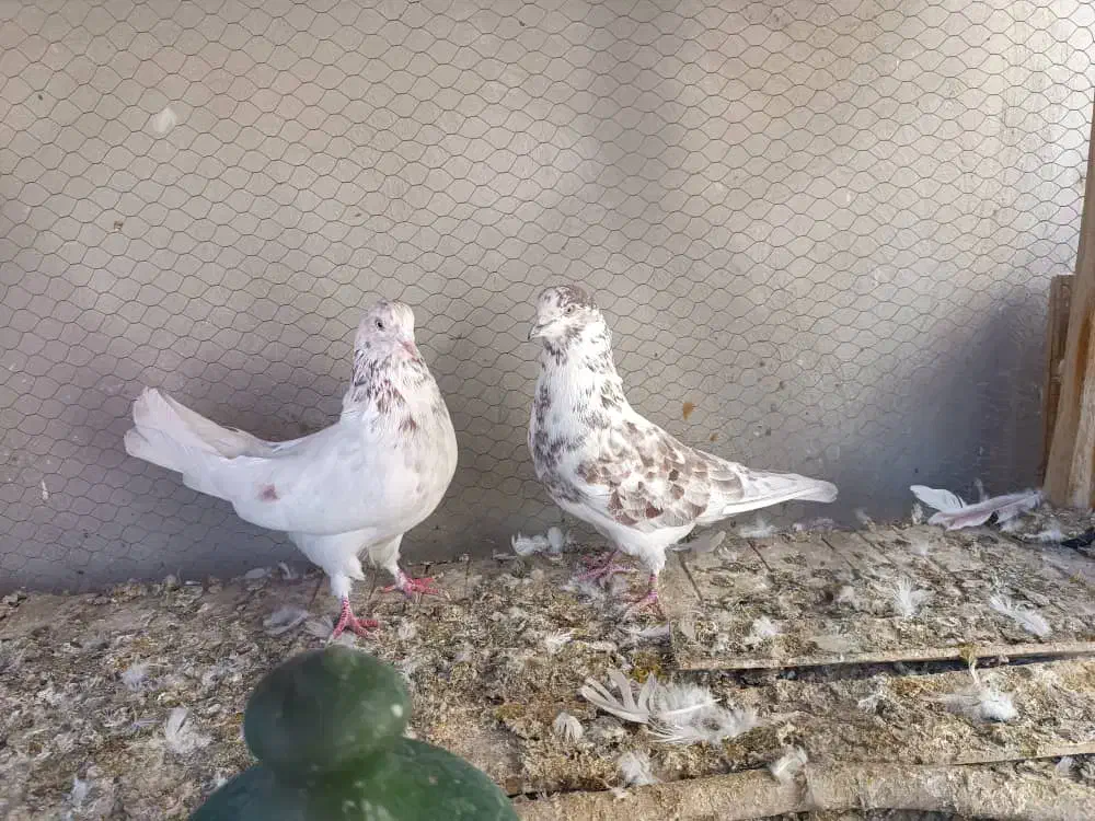 کفتر پرشی|پرنده|برخوار, |دیوار