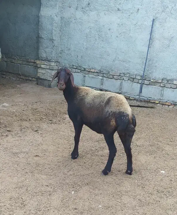 گوسفند یک شکم|حیوانات مزرعه|گنبد کاووس, |دیوار