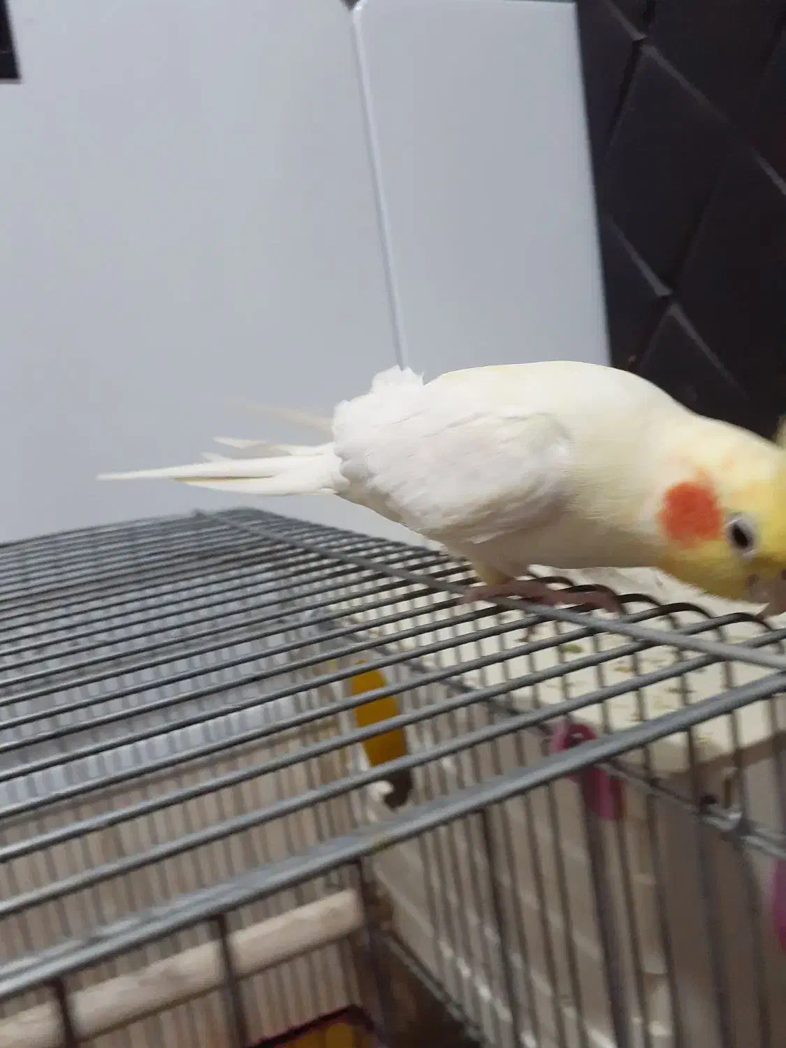 عروس هلندی|پرنده|کنگاور, |دیوار