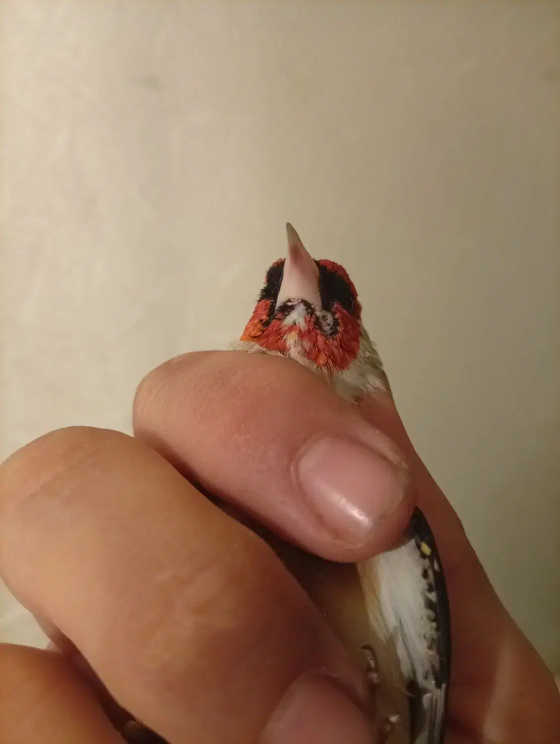 سهره چانه سفید اروپایی گل قفل|پرنده|دامغان, |دیوار