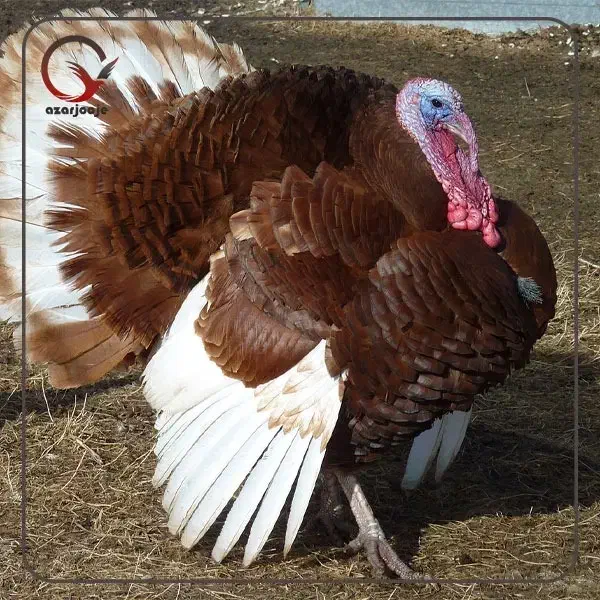 فروش بوقلمون|حیوانات مزرعه|دیواندره, |دیوار