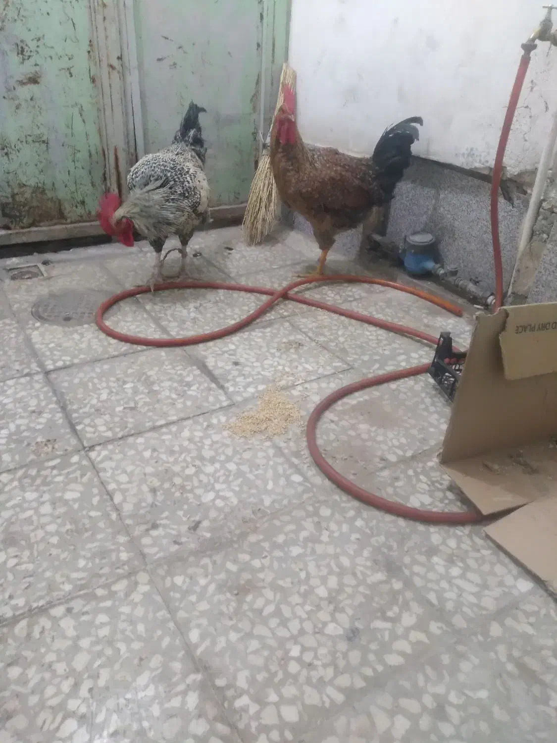 ۲عدد خروس چاق|حیوانات مزرعه|قم, نیروگاه|دیوار