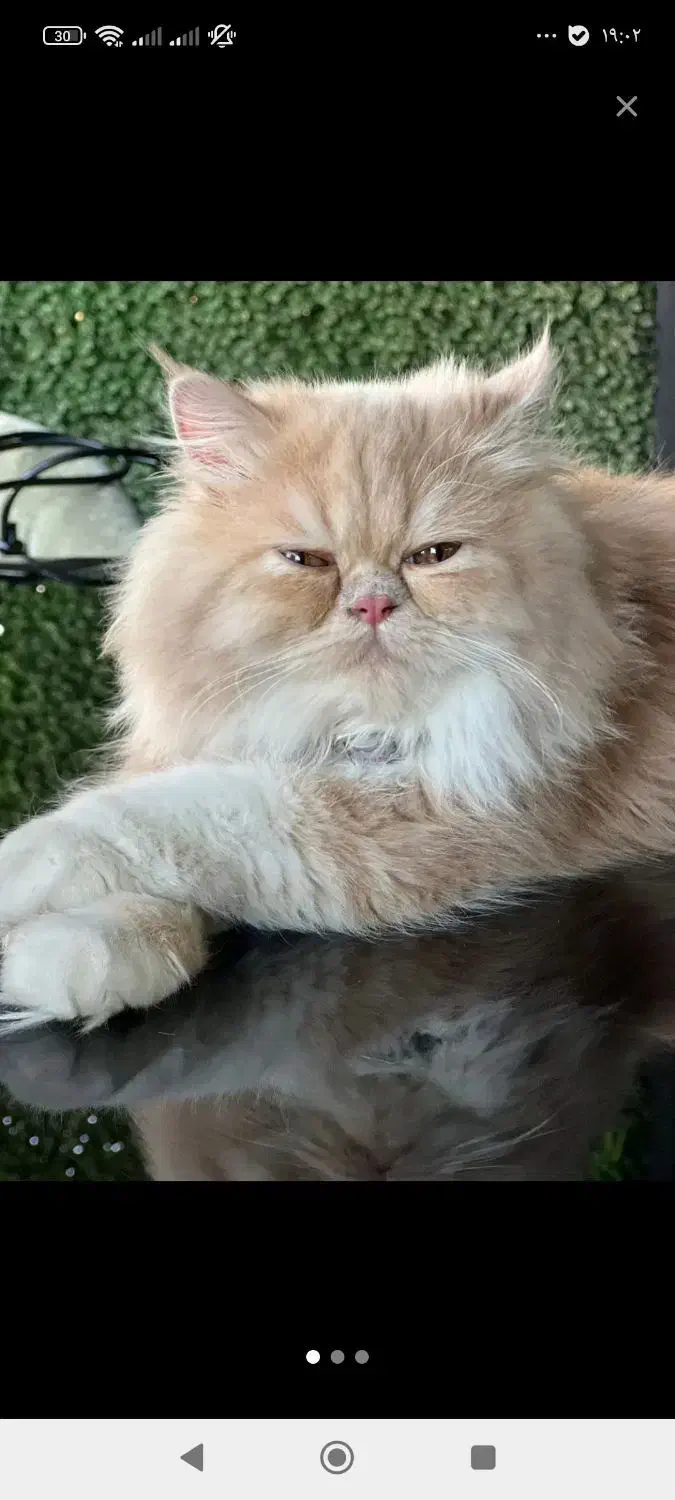 گربه پرشین. بسیار زیبا|گربه|ورامین, ورامین|دیوار