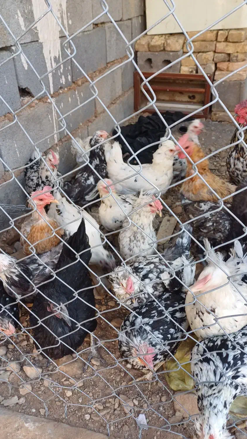 مرغ و خروس گلین|حیوانات مزرعه|جونقان, |دیوار