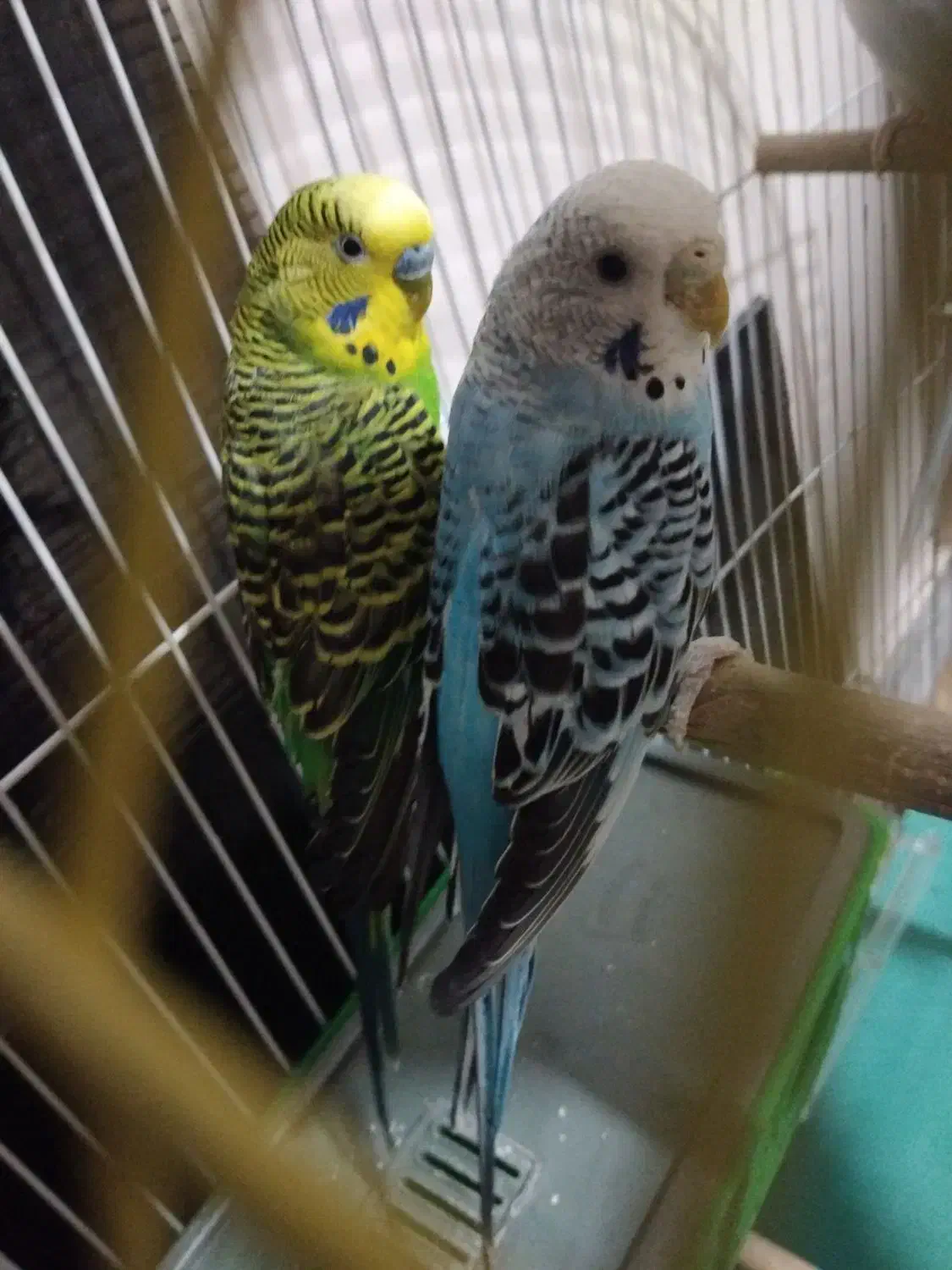 جفت مرغ عشق|پرنده|شاهین‌شهر, شهرک گلدیس|دیوار