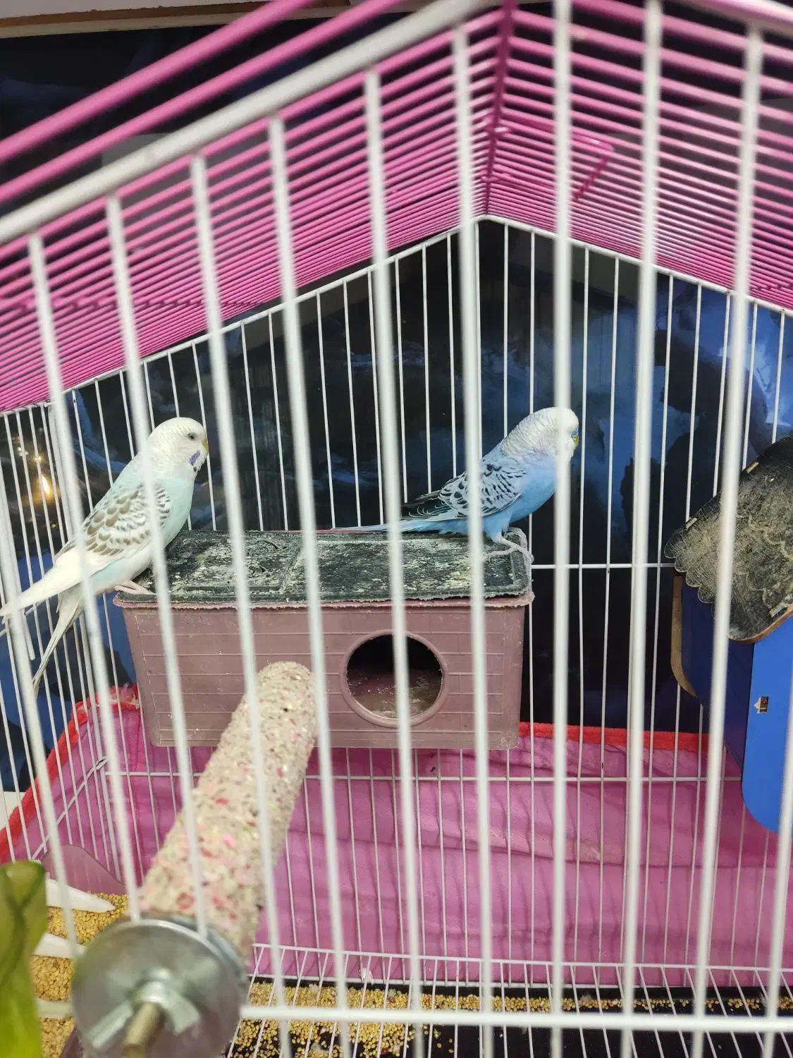 یه جفت مرغ عشق|پرنده|بجنورد, |دیوار