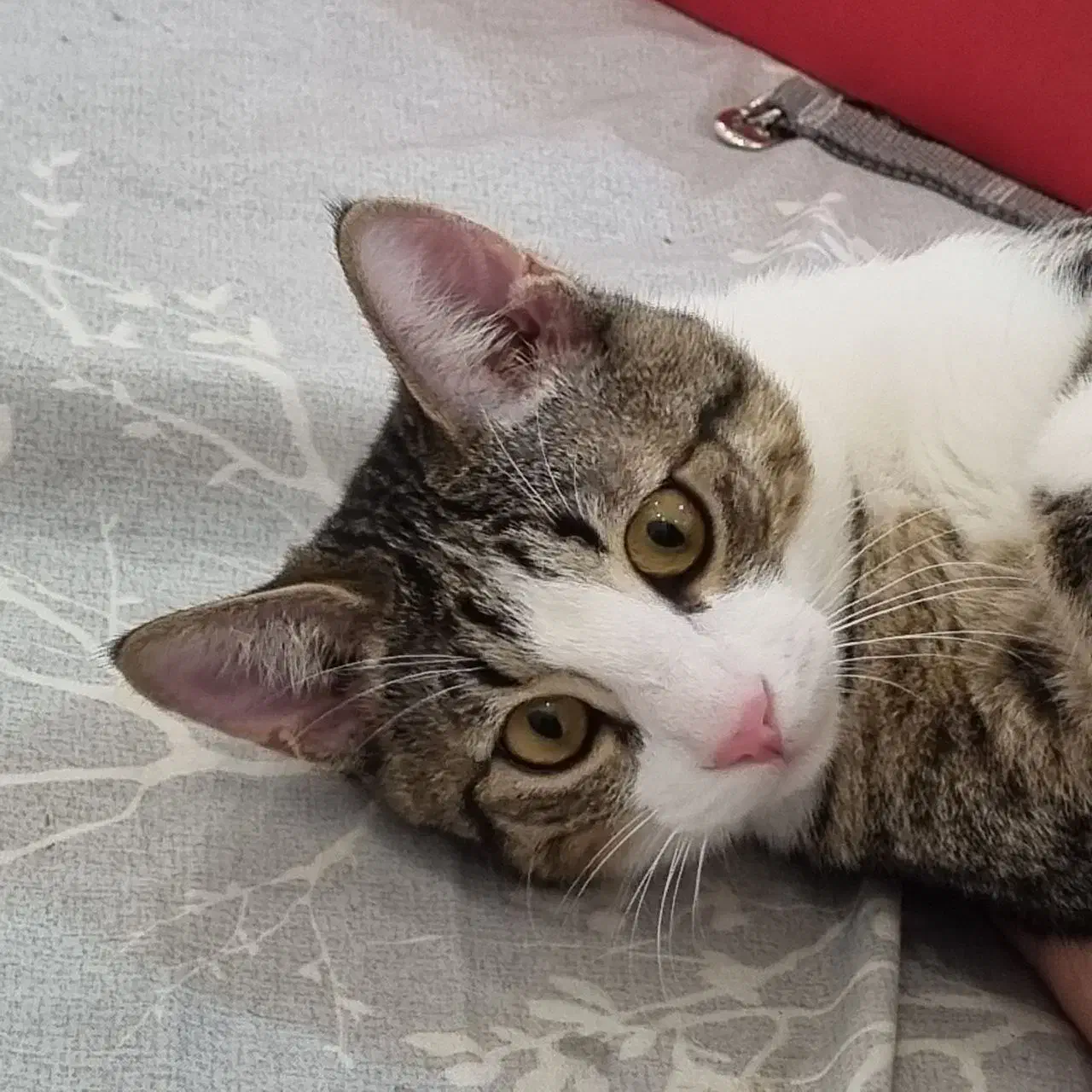 واگذاری گربه|گربه|رشت, نیکمرام|دیوار