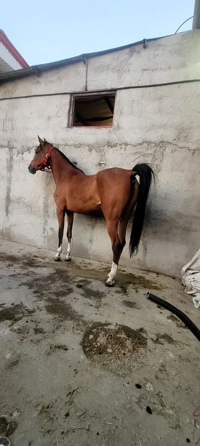 مادیان ۴ ساله|اسب و تجهیزات اسبسواری|گلپایگان, |دیوار