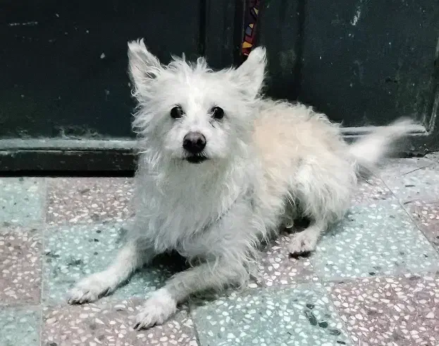 واگذاریه شیتزو پامر  فوری|سگ|دورود, |دیوار