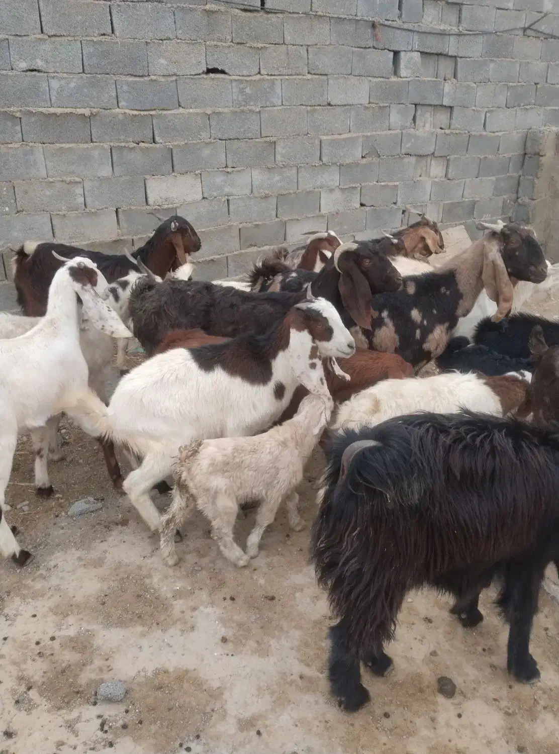 بز و نربز و بزغاله|حیوانات مزرعه|جوادآباد, |دیوار