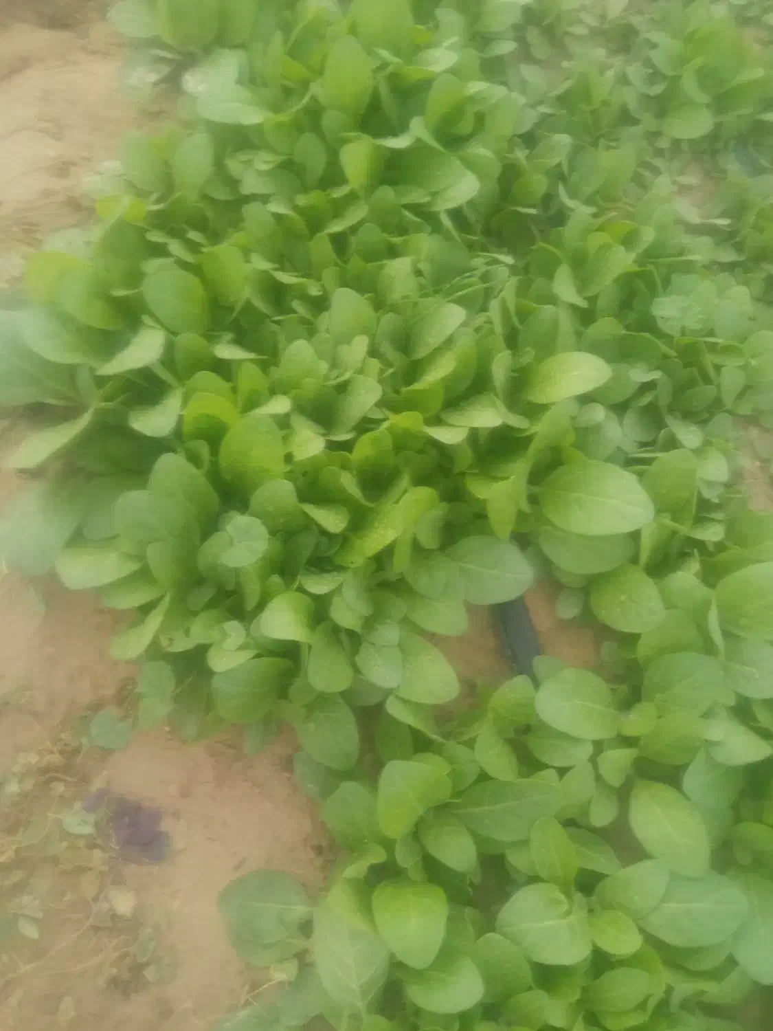 نشا برگ زرد|گل و گیاه طبیعی|کاکی, |دیوار