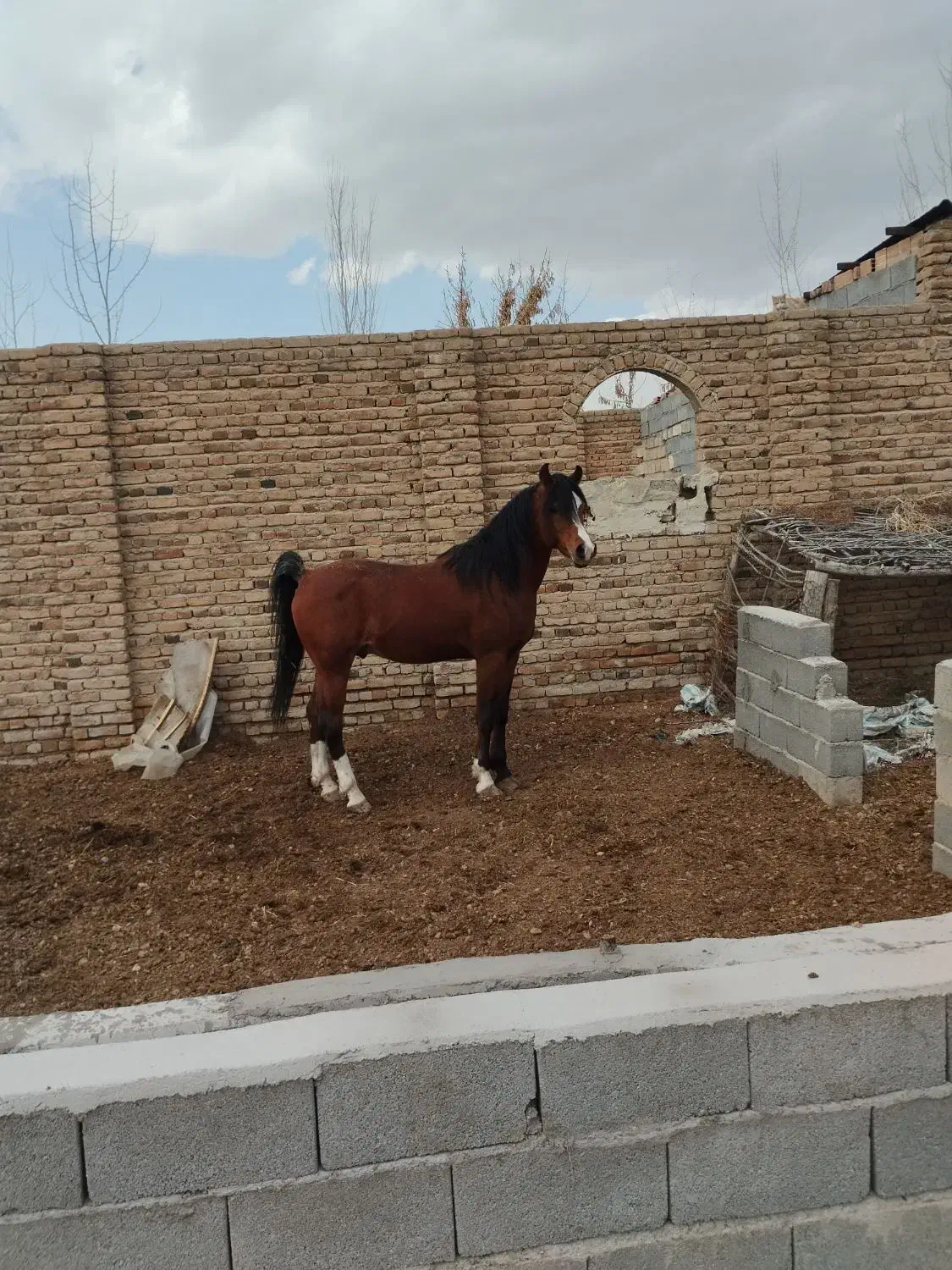 اسب عرب|اسب و تجهیزات اسب‌سواری|نوشین شهر, |دیوار