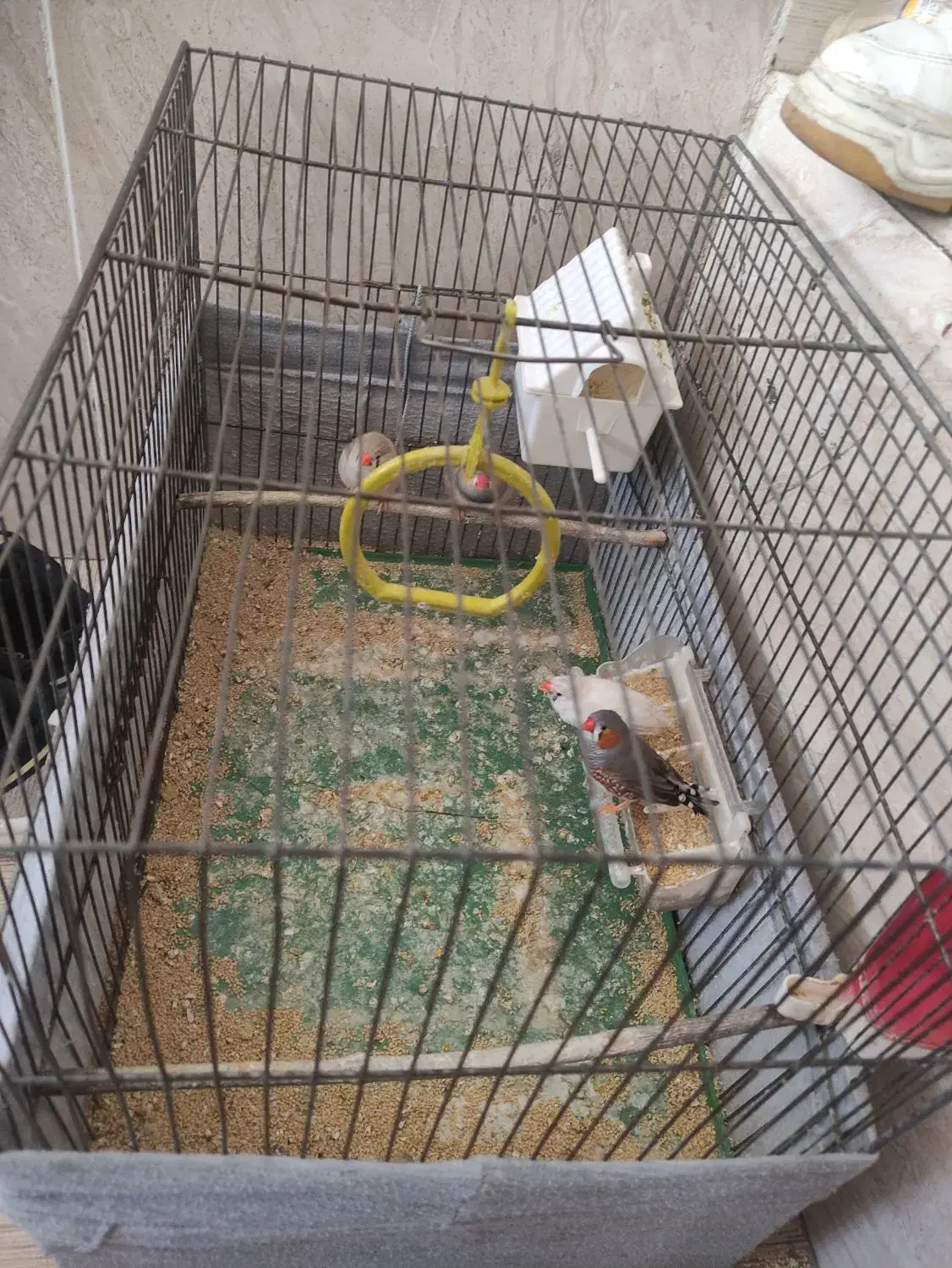 فنچ و قفس پرنده|پرنده|ملایر, |دیوار