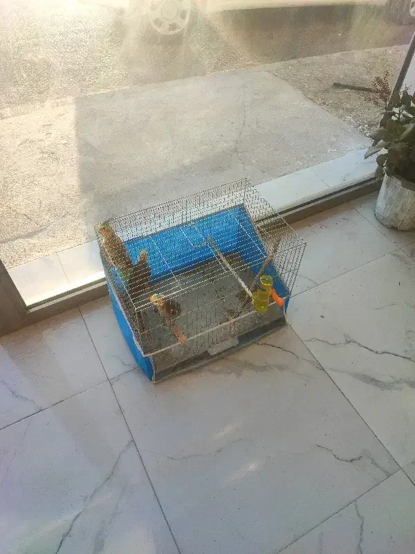 سه تا عروس هلندی خوب|پرنده|تبریز, |دیوار