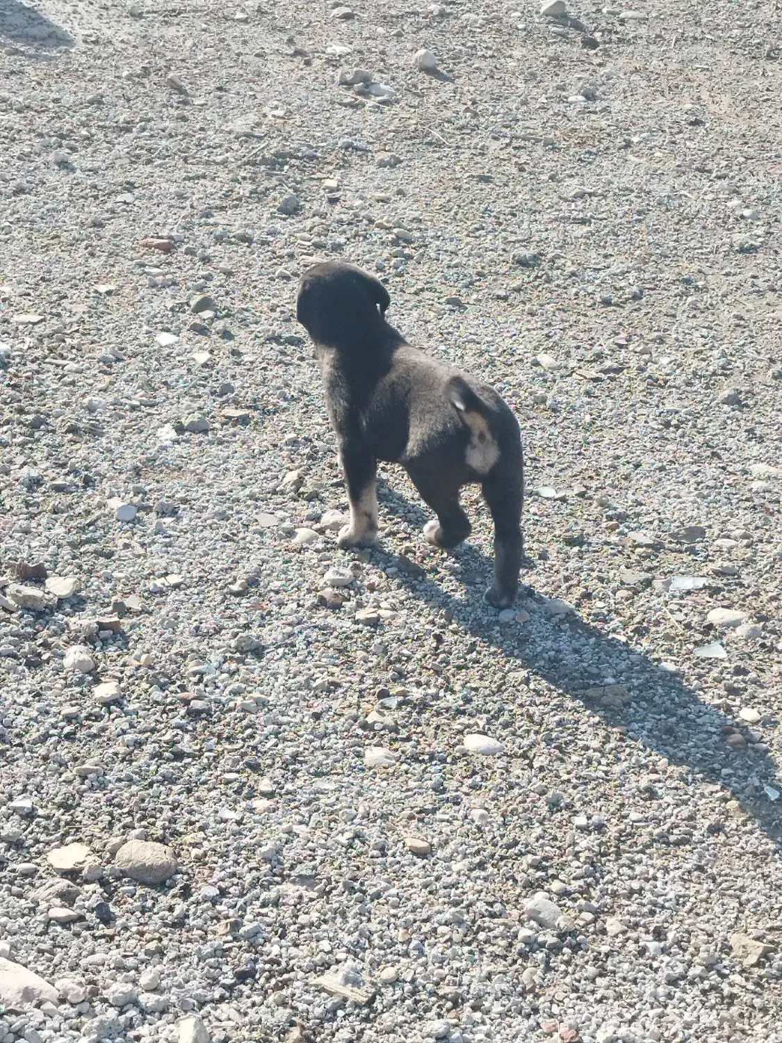 سگ دورگ|سگ|جهرم, |دیوار