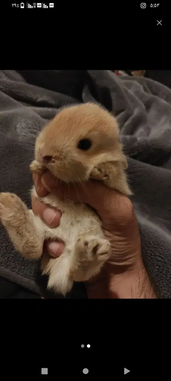 خرگوش خاکستری|موش و خرگوش|مریوان, |دیوار