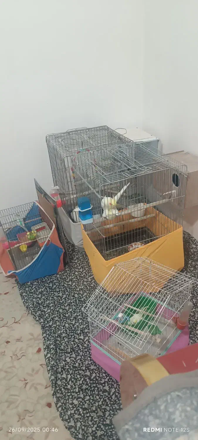 عروس هلندی|پرنده|نورآباد, |دیوار