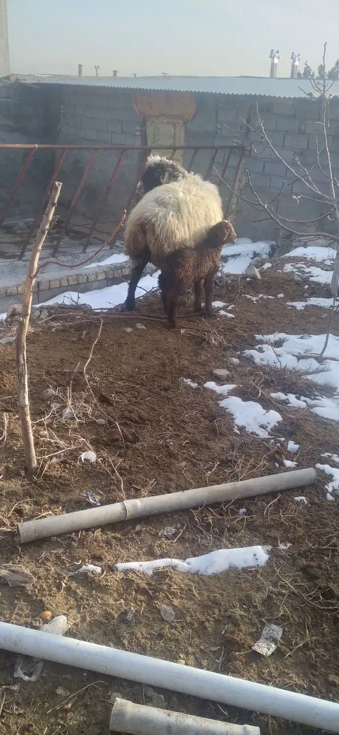 میش بره دار دورگ|حیوانات مزرعه|بجنورد, |دیوار