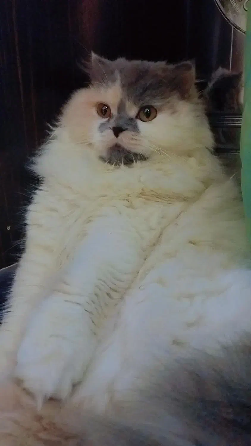 اسکاتیش|گربه|رشت, لاکان شهر|دیوار