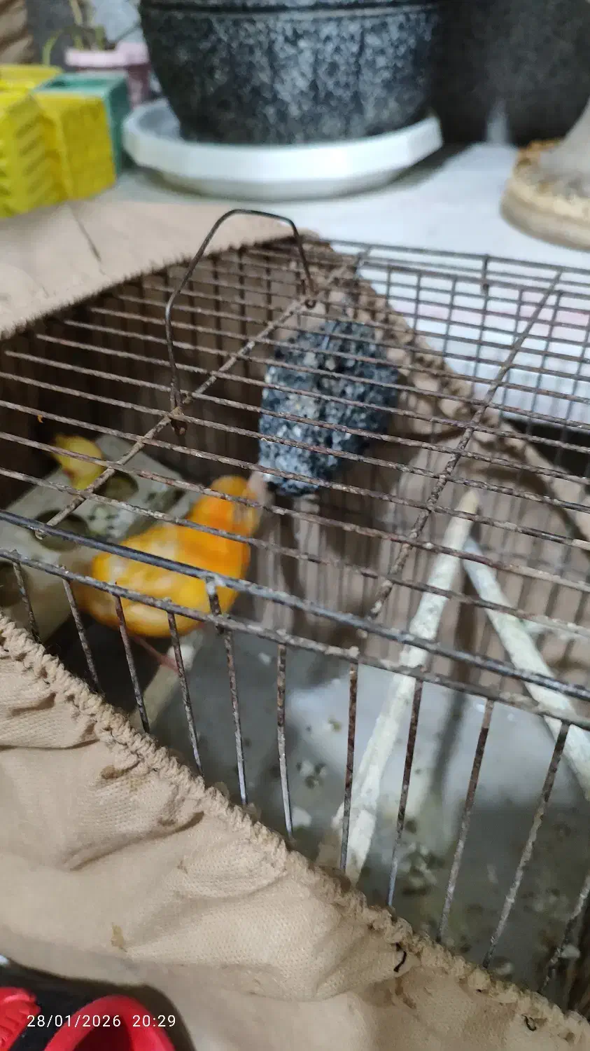 قناری ماده سرخ|پرنده|بومهن, |دیوار