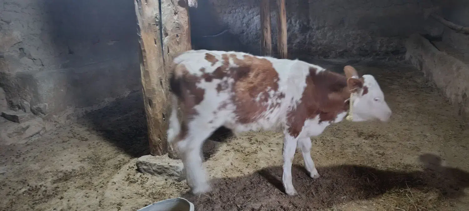 گوساله نر|حیوانات مزرعه|بجنورد, |دیوار