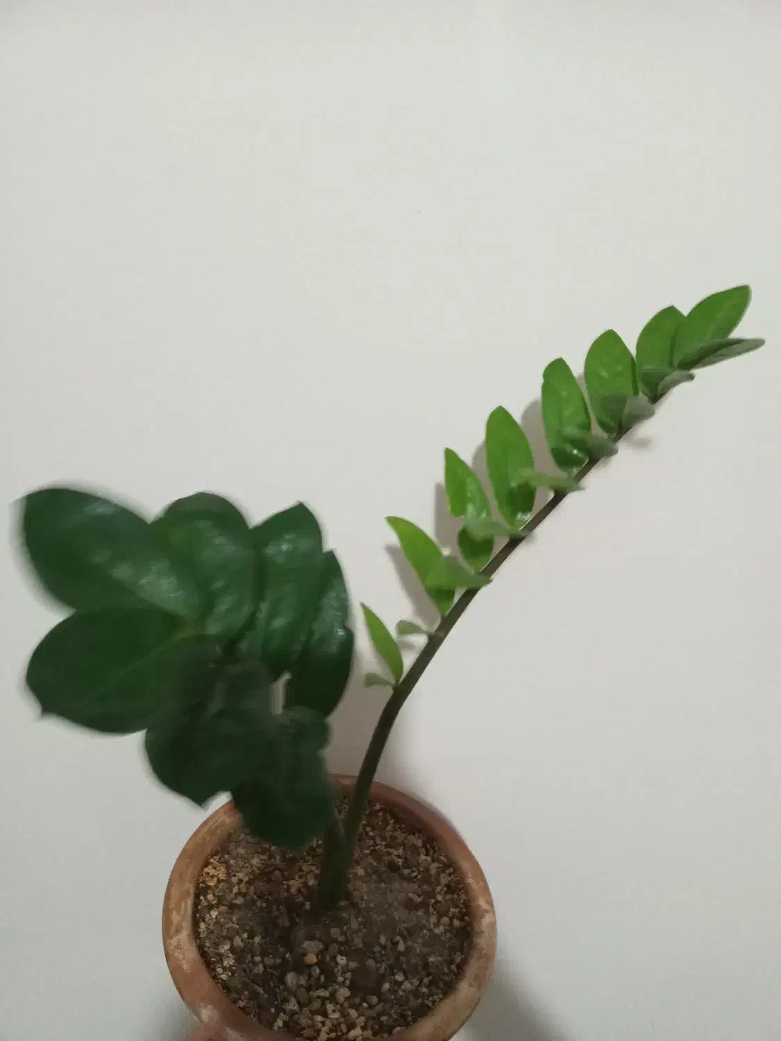 نخل و...|گل مصنوعی|تبریز, |دیوار