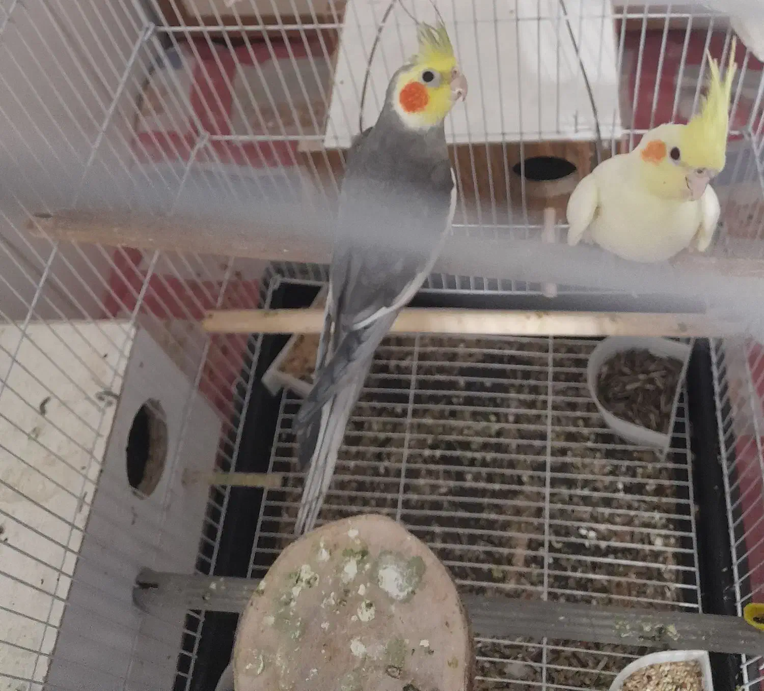 عروس هلندی|پرنده|قم, ولیعصر|دیوار