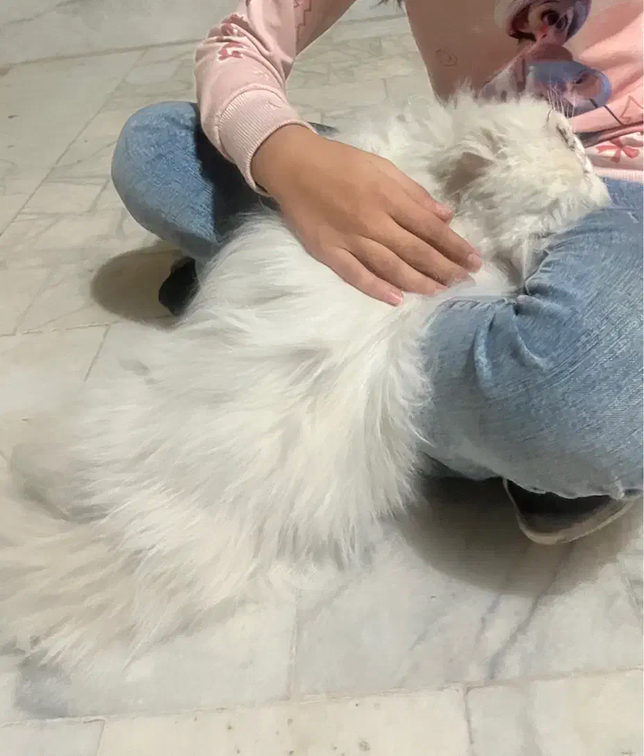 گربه پرشین|گربه|یزد, |دیوار