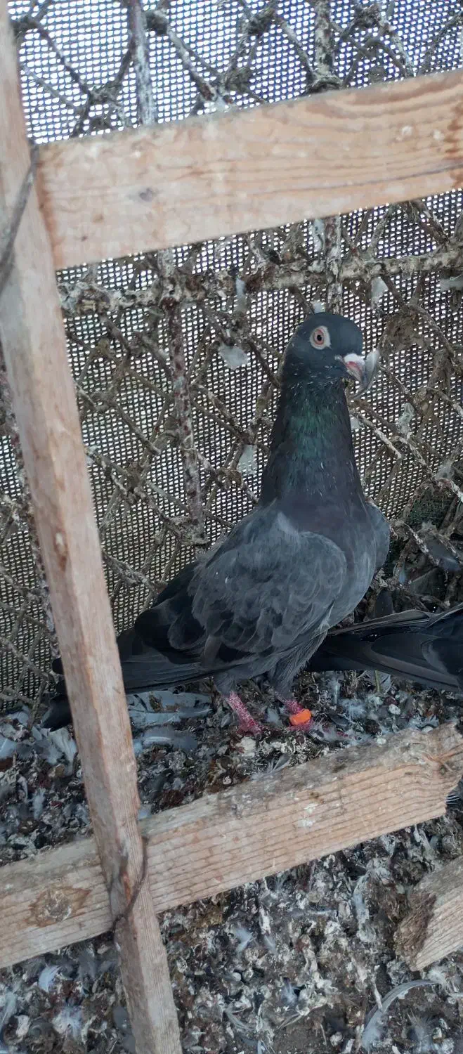 کفترپاکستانی|پرنده|قشم, |دیوار