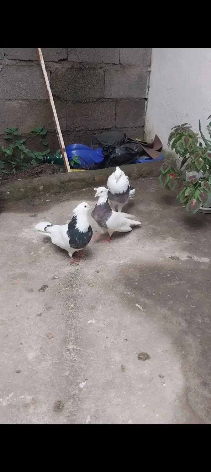 کبوترکفترطوقی۳عدد|پرنده|تالش, هشتپر|دیوار