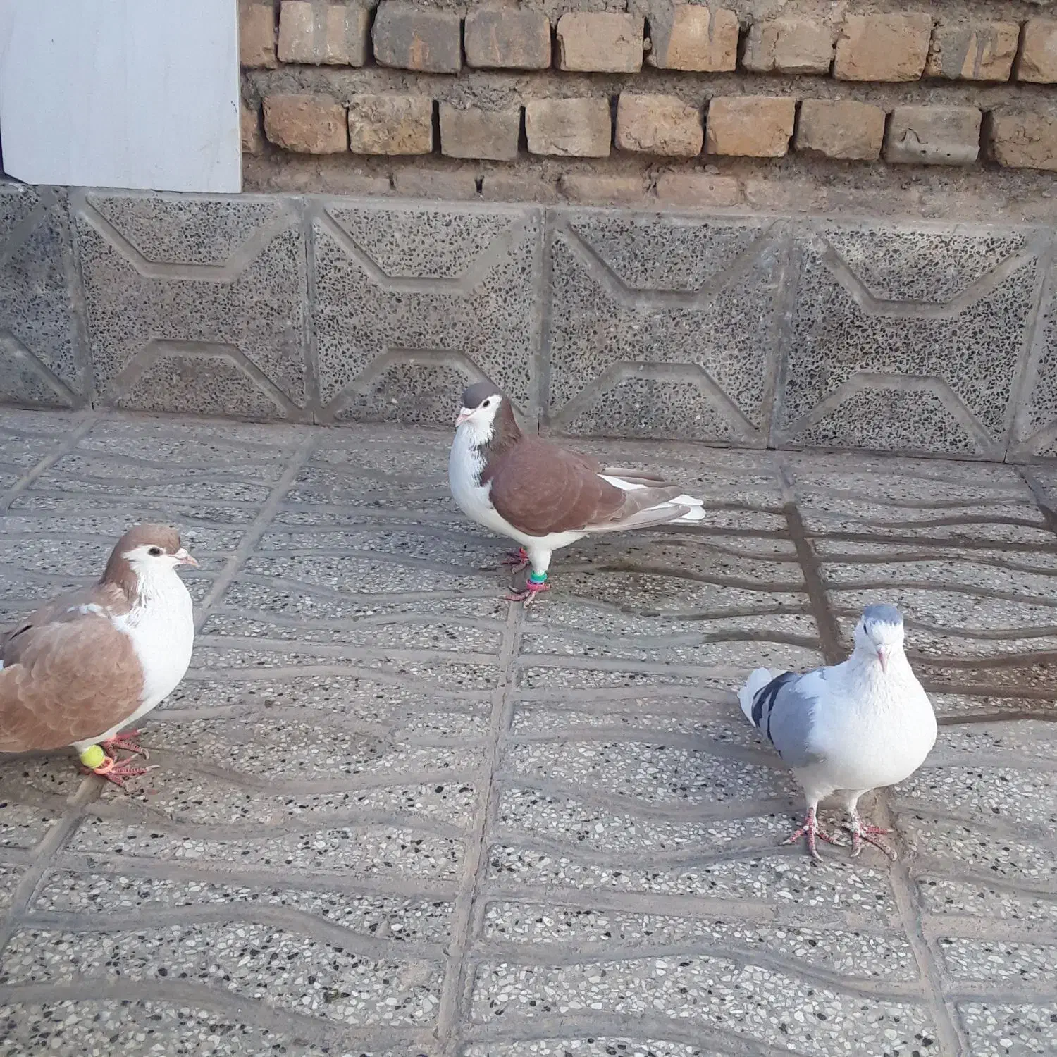 سه عدد رنگه ساده سرخ نر و ساده زرد نر بشرط|پرنده|تربتحیدریه, مسجد جامع|دیوار