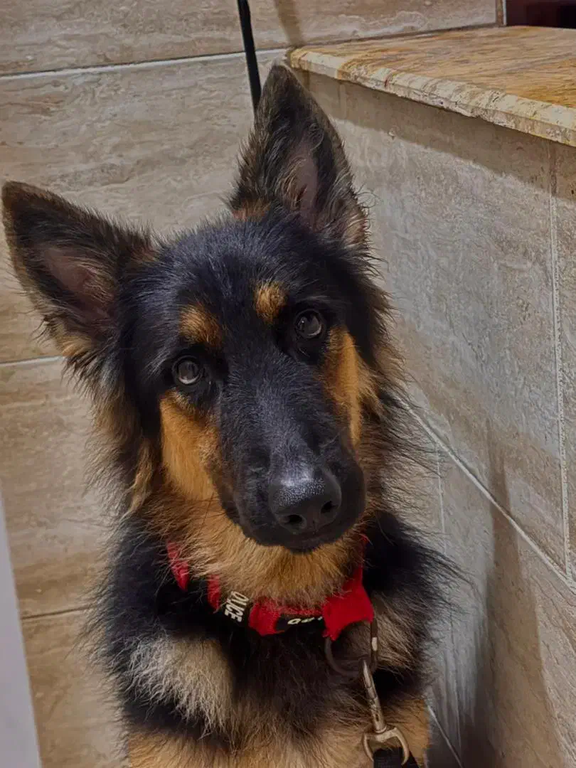 ژرمن کینگ نر ۲۰ ماه|سگ|بندرعباس, |دیوار