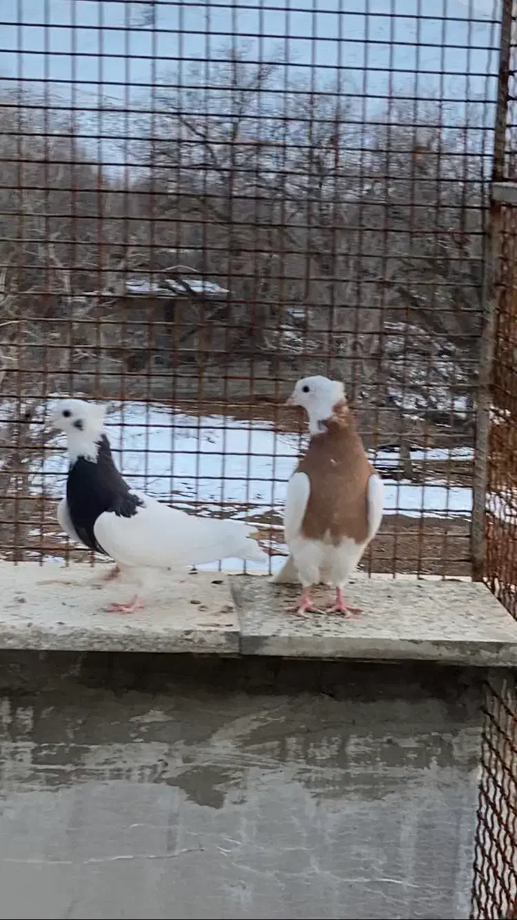 طوقی زرد خالسیاه و زیره ای|پرنده|همدان, |دیوار