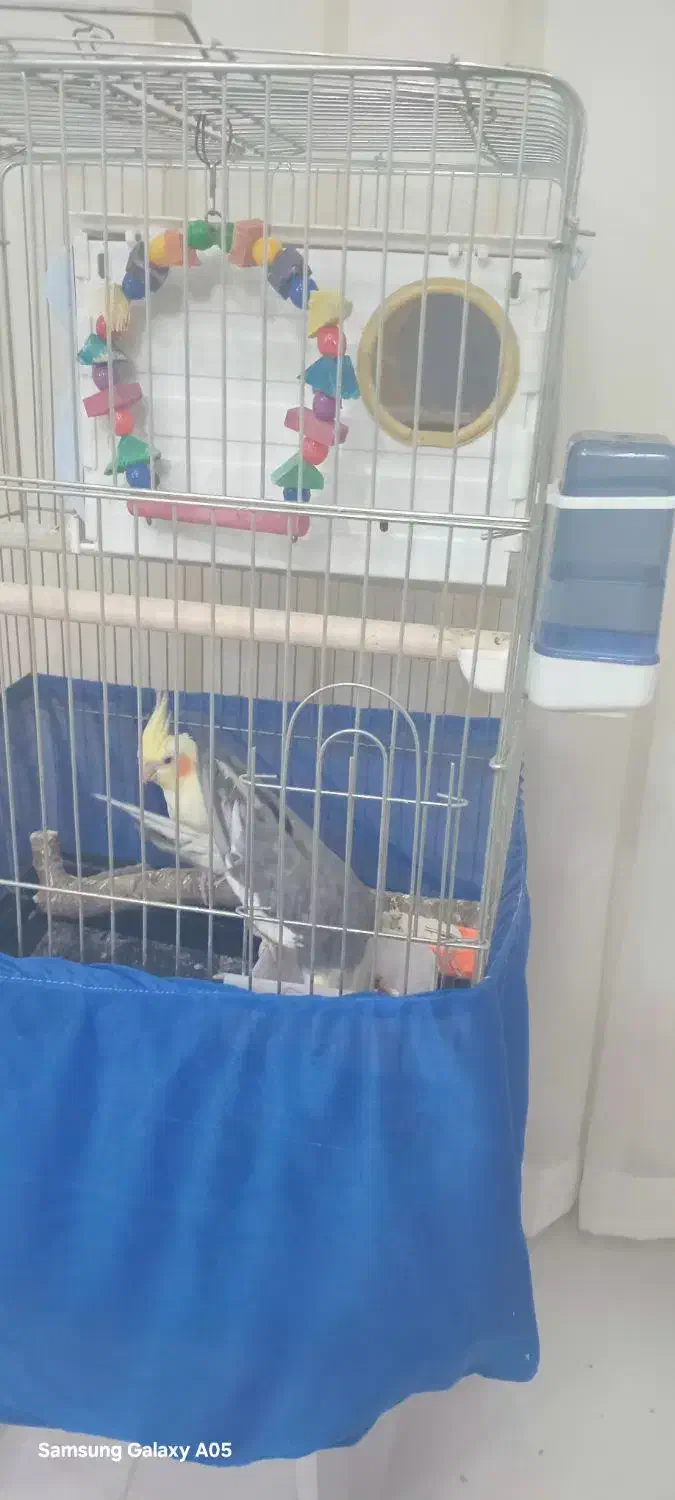 عروس هلندی جفت|پرنده|تاکستان, |دیوار