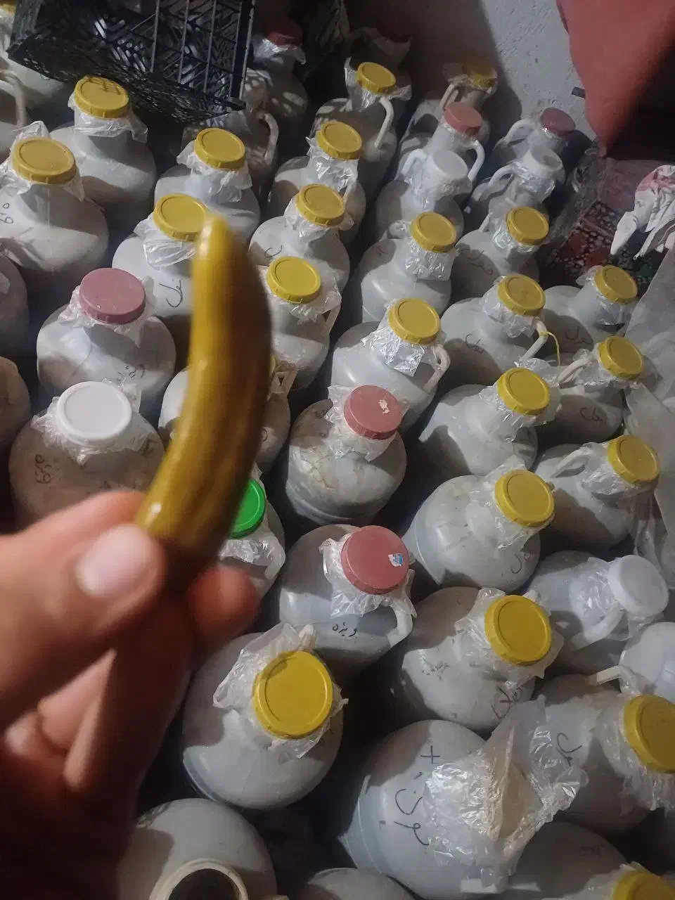 خیارشور نول و ویژه با بهترین عطر و طعم|خوردنی و آشامیدنی|بستان آباد, |دیوار