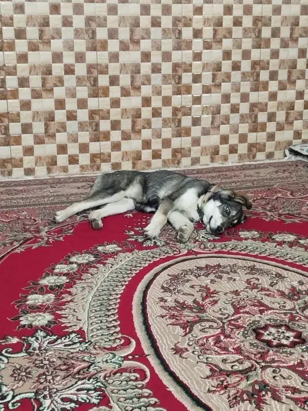 سگ گمشده|حیوانات|شیراز, بالا کفت|دیوار