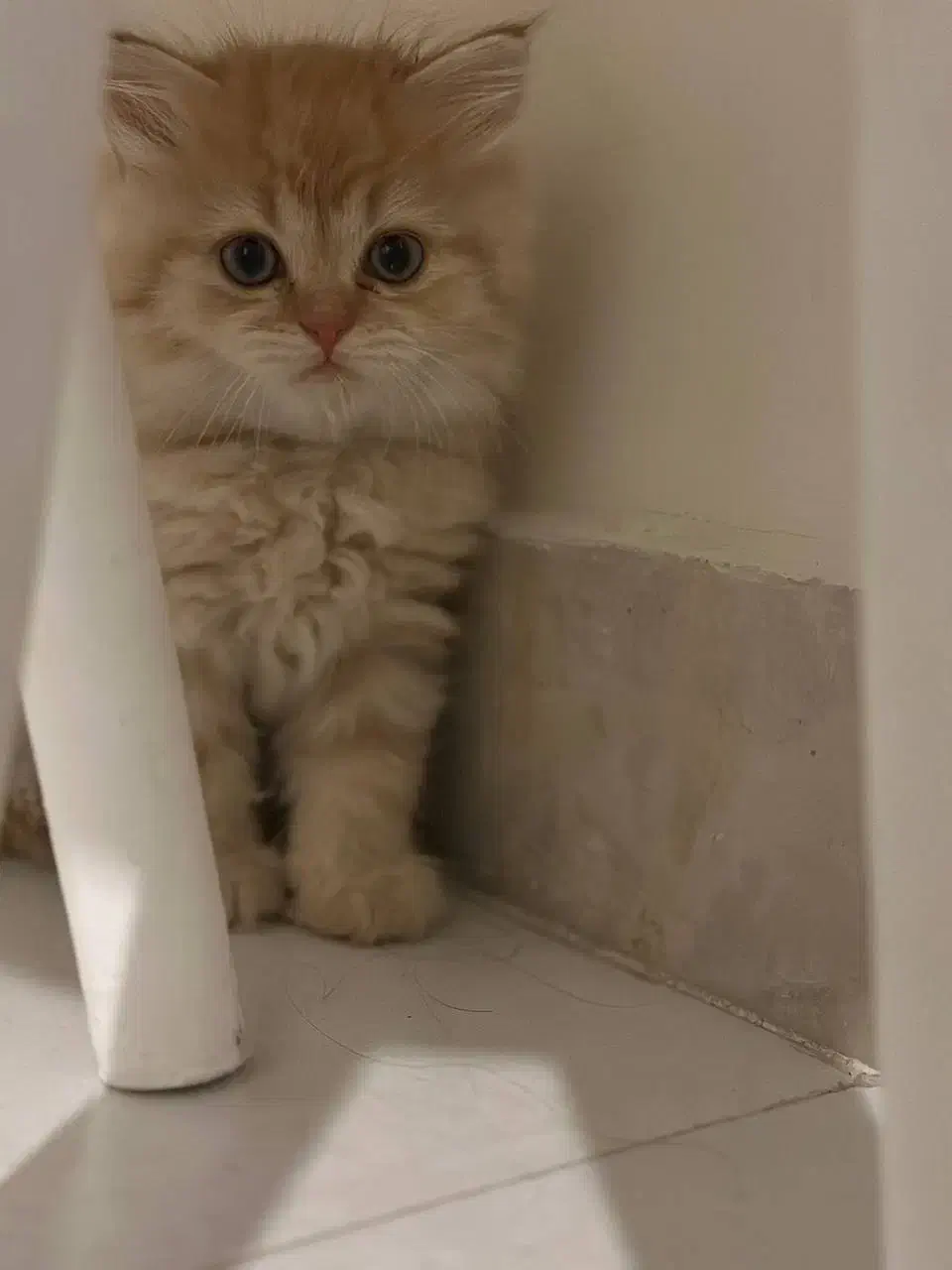 طوله گربه..|گربه|تهران, میرداماد|دیوار