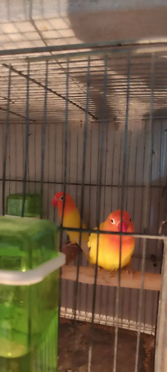 طوطی برزیلی مولد|پرنده|تنکابن, |دیوار