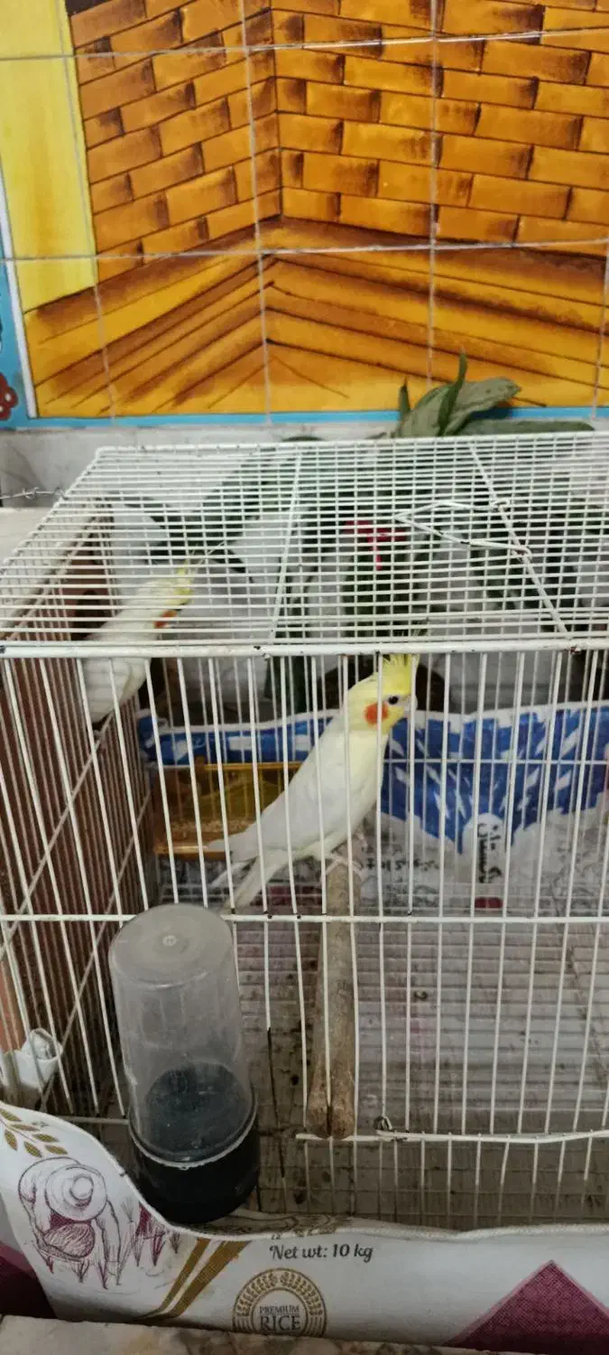 جفت عروس هلندی با قفس|پرنده|تربت جام, شهرک معلم|دیوار