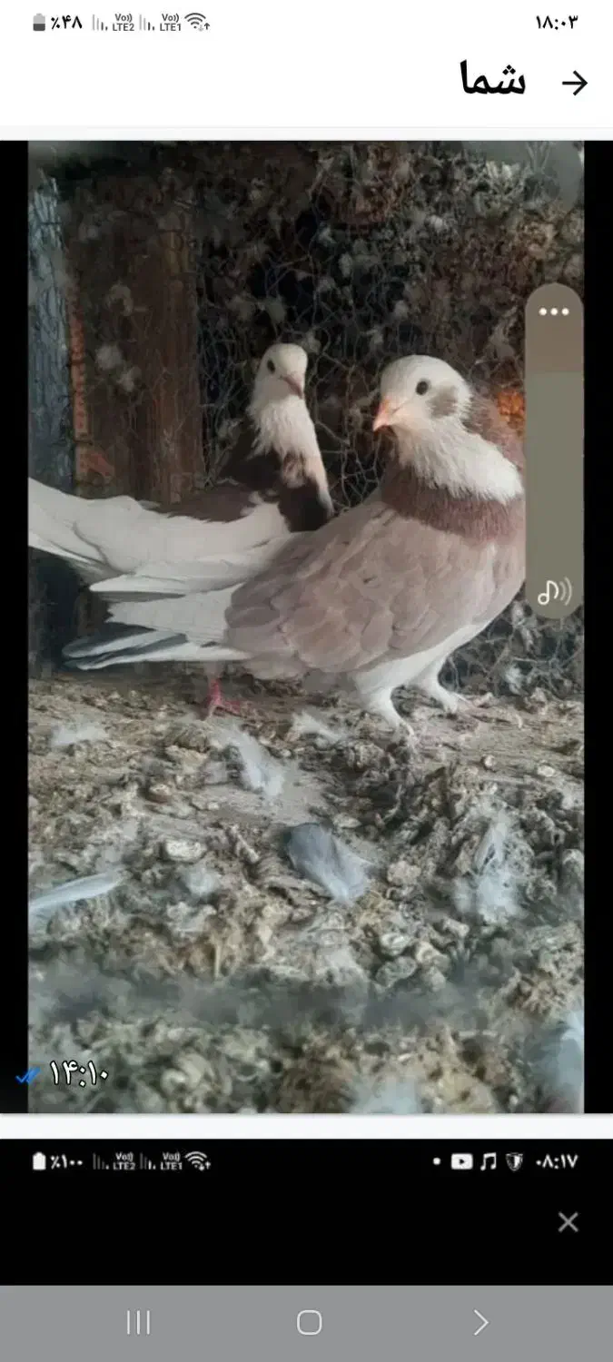 پرشی اسمان|حیوانات|مبارکه, |دیوار