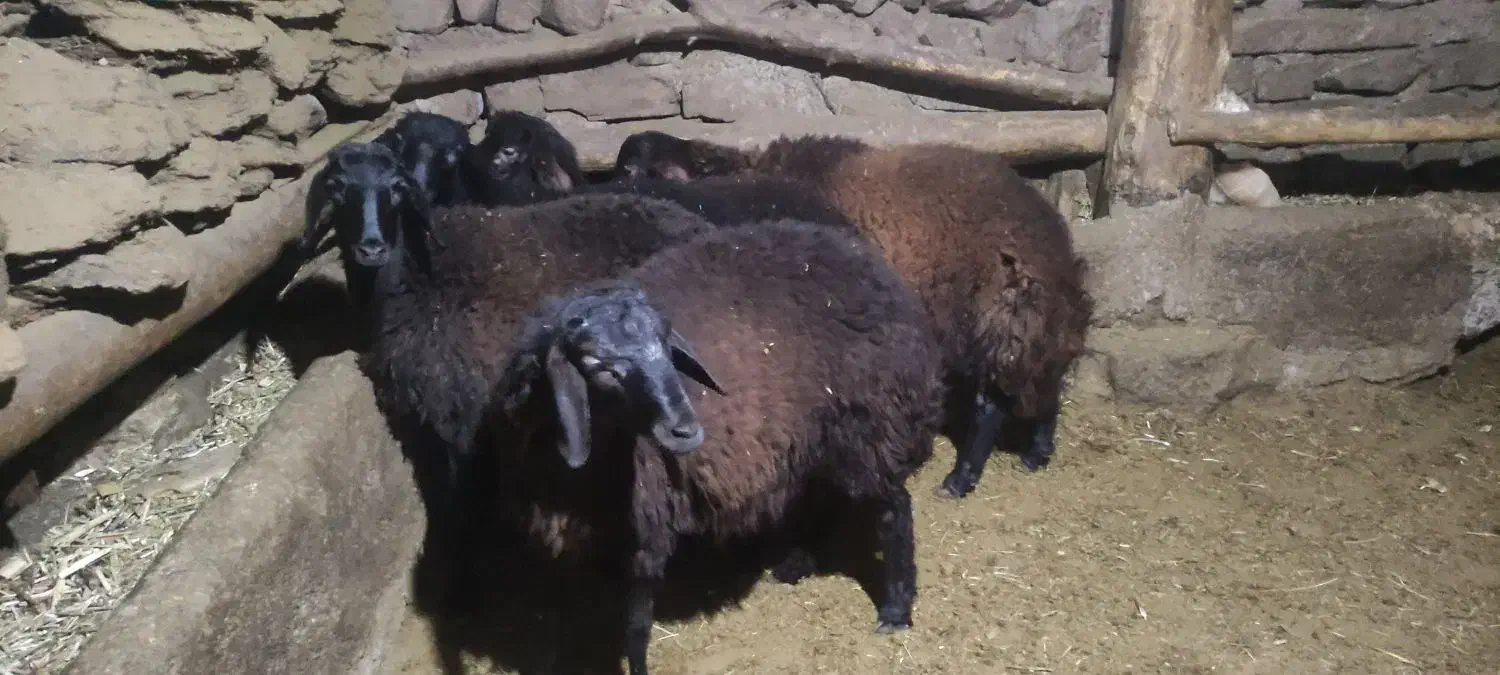 بره نر چاق|حیوانات مزرعه|زنجان, |دیوار