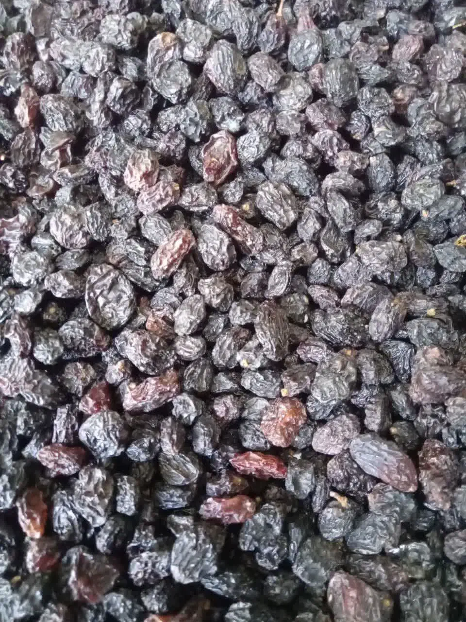 مویز|خوردنی و آشامیدنی|مشهد, ثامن|دیوار