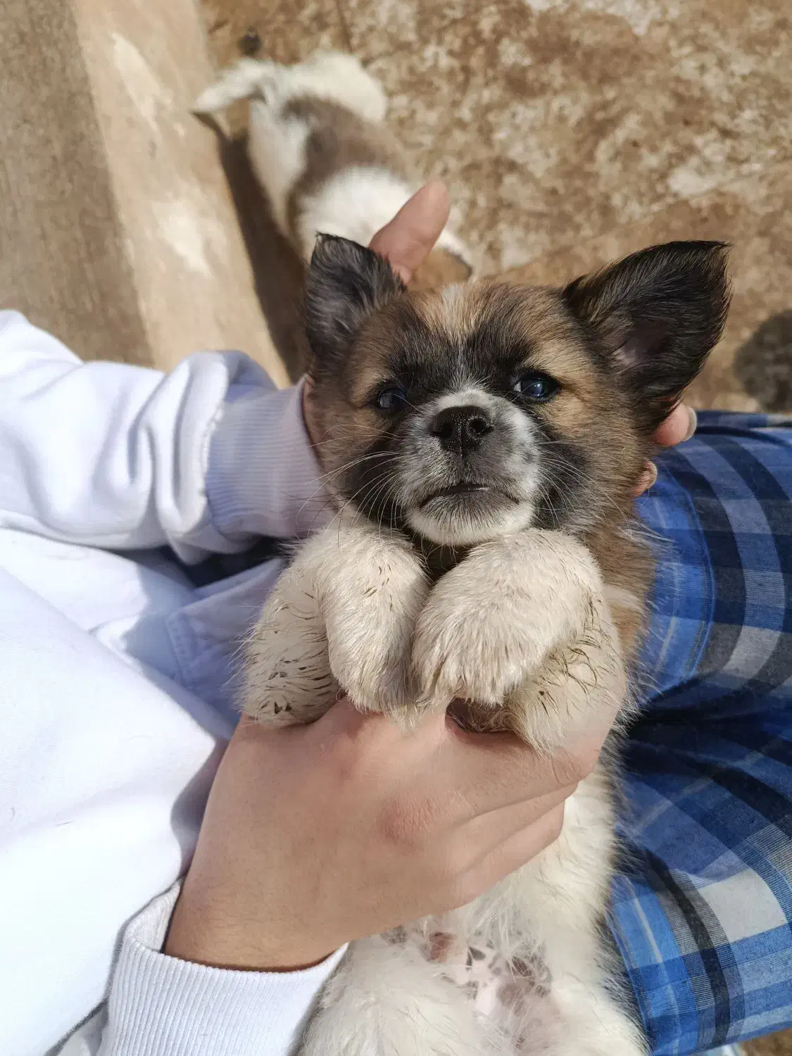 واگزاری الکسی|سگ|قم, سالاریه|دیوار