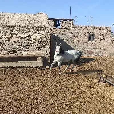 اسب عرب اصیل و شناسنامهدار|اسب و تجهیزات اسبسواری|قم, پردیسان|دیوار