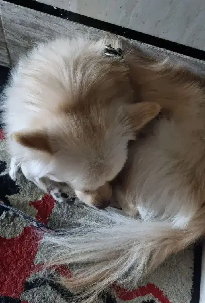 سگ خانگی|سگ|باوی, |دیوار