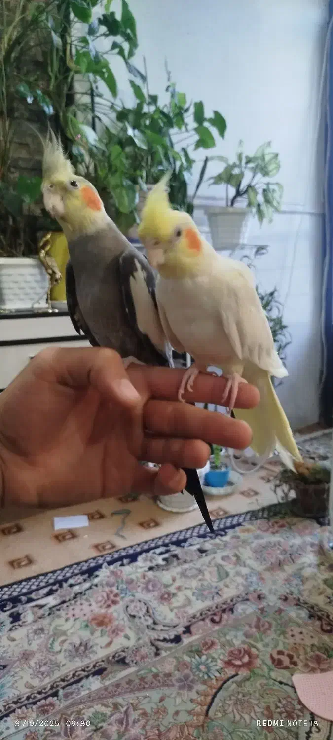 جفت عروس هلندی نروماده|پرنده|مراغه, |دیوار