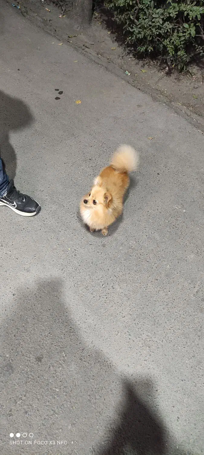 واگذاری سگ پامرریزریز|سگ|مشهد, سعد آباد|دیوار